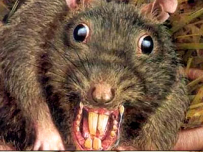 Mató a disparos a ratón de 22 centímetros que atacó a su esposa con ...