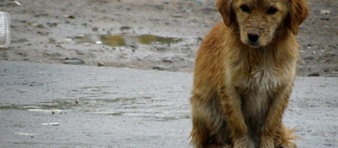 perros-callejeros-744x465